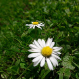 Flower; Publicdomain; Cc0; Freeimage;