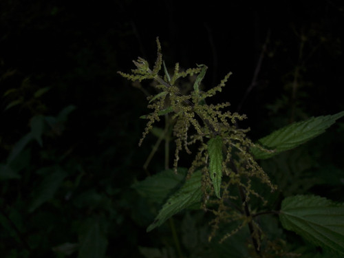 Flower; Publicdomain; Cc0; Freeimage;.jpg