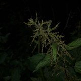 Flower; Publicdomain; Cc0; Freeimage;