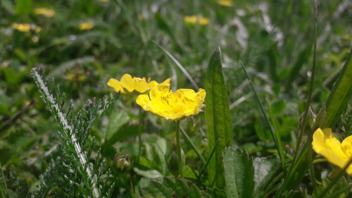 Flower; Publicdomain; Cc0; Freeimage;.jpg