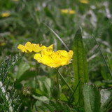 Flower; Publicdomain; Cc0; Freeimage;