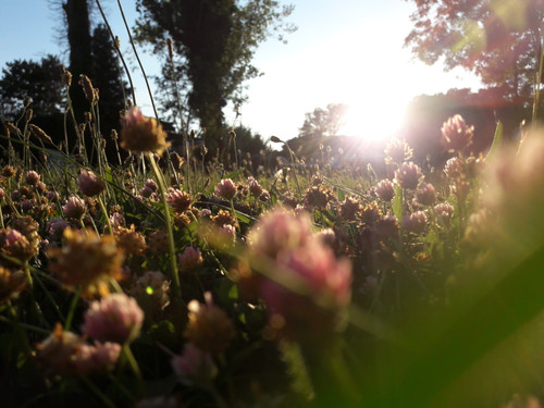 Flower; Publicdomain; Cc0; Freeimage;.jpg