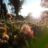 Flower; Publicdomain; Cc0; Freeimage;