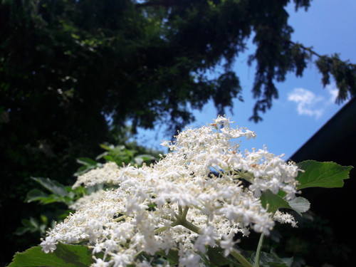 Flower; Publicdomain; Cc0; Freeimage;.jpg