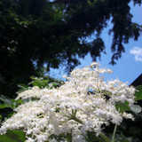 Flower; Publicdomain; Cc0; Freeimage;