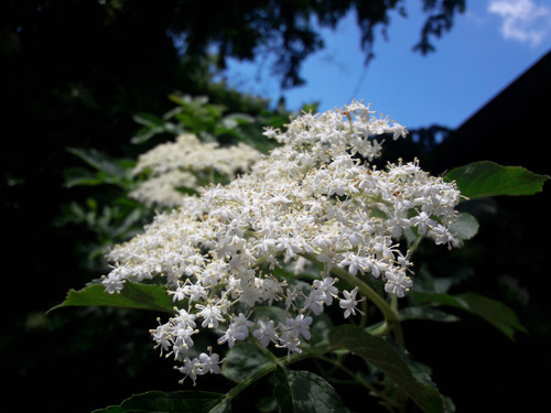 Flower; Publicdomain; Cc0; Freeimage;.jpg