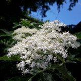 Flower; Publicdomain; Cc0; Freeimage;