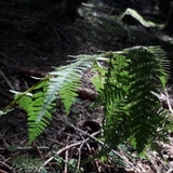 Flower; Publicdomain; Cc0; Freeimage;