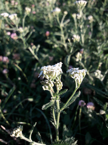 Flower; Publicdomain; Cc0; Freeimage;.jpg