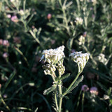 Flower; Publicdomain; Cc0; Freeimage;