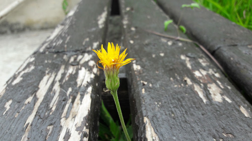 Flower; Publicdomain; Cc0; Freeimage;.jpg