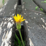 Flower; Publicdomain; Cc0; Freeimage;