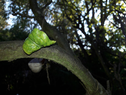 Leafs; Publicdomain; Cc0; Freeimage;.jpg