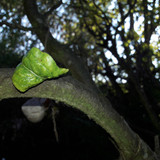 Leafs; Publicdomain; Cc0; Freeimage;