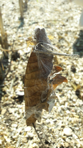 Leafs; Publicdomain; Cc0; Freeimage;.jpg