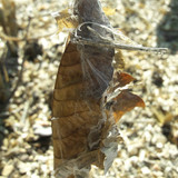 Leafs; Publicdomain; Cc0; Freeimage;