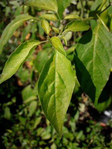 Leafs; Publicdomain; Cc0; Freeimage;.jpg