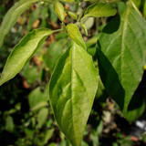 Leafs; Publicdomain; Cc0; Freeimage;