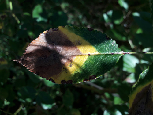 Leafs; Publicdomain; Cc0; Freeimage;.jpg