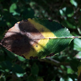 Leafs; Publicdomain; Cc0; Freeimage;