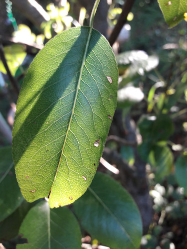 Leafs; Publicdomain; Cc0; Freeimage;.jpg