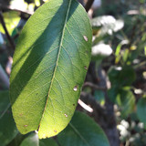 Leafs; Publicdomain; Cc0; Freeimage;