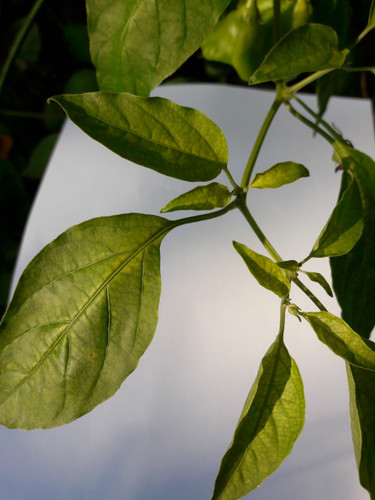 Leafs; Publicdomain; Cc0; Freeimage;.jpg