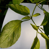 Leafs; Publicdomain; Cc0; Freeimage;