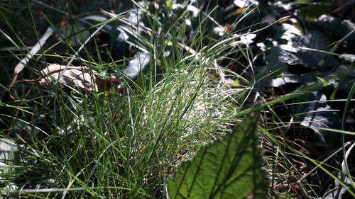 Leafs; Publicdomain; Cc0; Freeimage;.jpg