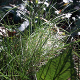 Leafs; Publicdomain; Cc0; Freeimage;