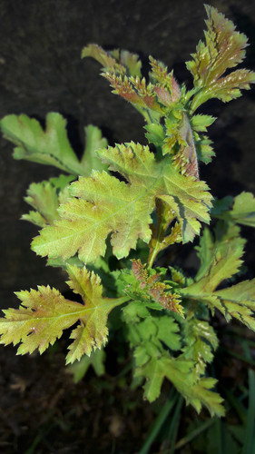 Leafs; Publicdomain; Cc0; Freeimage;.jpg