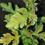 Leafs; Publicdomain; Cc0; Freeimage;