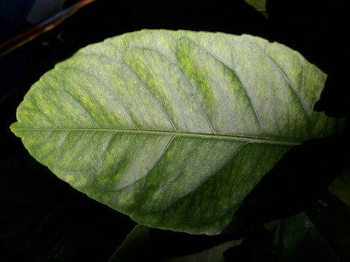 Leafs; Publicdomain; Cc0; Freeimage;.jpg