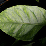 Leafs; Publicdomain; Cc0; Freeimage;