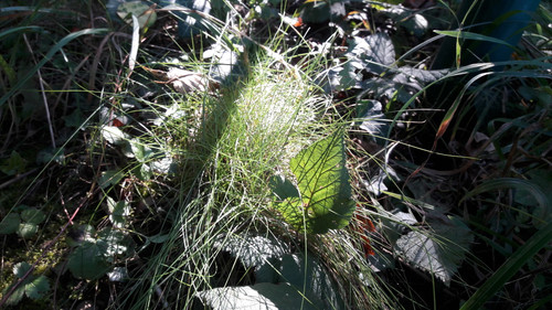 Leafs; Publicdomain; Cc0; Freeimage;.jpg