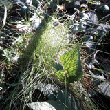 Leafs; Publicdomain; Cc0; Freeimage;