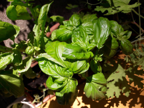 Leafs; Publicdomain; Cc0; Freeimage;.jpg