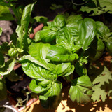 Leafs; Publicdomain; Cc0; Freeimage;