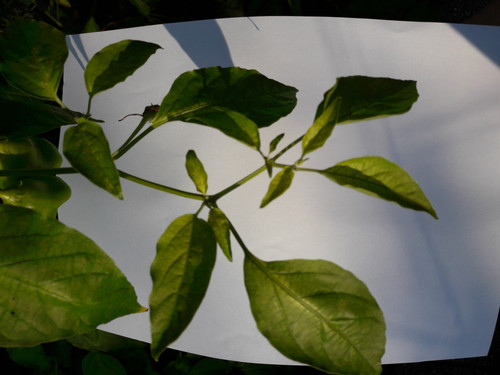 Leafs; Publicdomain; Cc0; Freeimage;.jpg