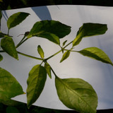 Leafs; Publicdomain; Cc0; Freeimage;