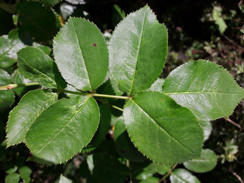Leafs; Publicdomain; Cc0; Freeimage;.jpg