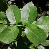 Leafs; Publicdomain; Cc0; Freeimage;