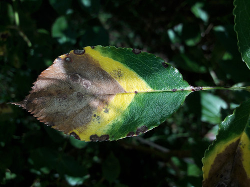 Leafs; Publicdomain; Cc0; Freeimage;.jpg