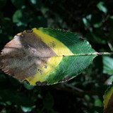 Leafs; Publicdomain; Cc0; Freeimage;