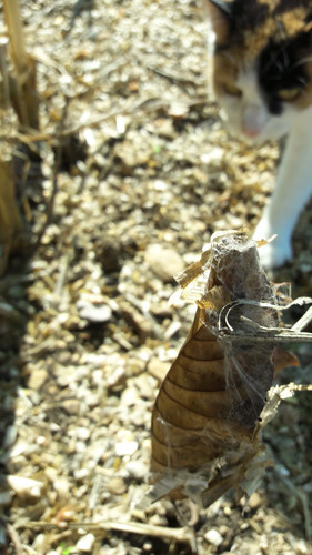 Leafs; Publicdomain; Cc0; Freeimage;.jpg