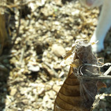 Leafs; Publicdomain; Cc0; Freeimage;