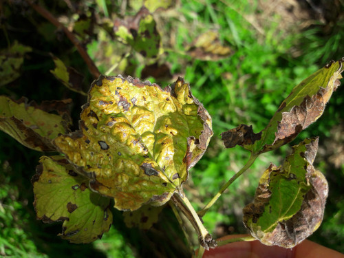 Leafs; Publicdomain; Cc0; Freeimage;.jpg