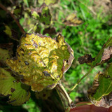 Leafs; Publicdomain; Cc0; Freeimage;