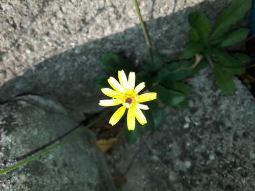 Flower; Publicdomain; Cc0; Freeimage;.jpg