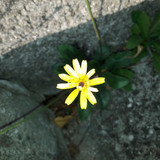 Flower; Publicdomain; Cc0; Freeimage;